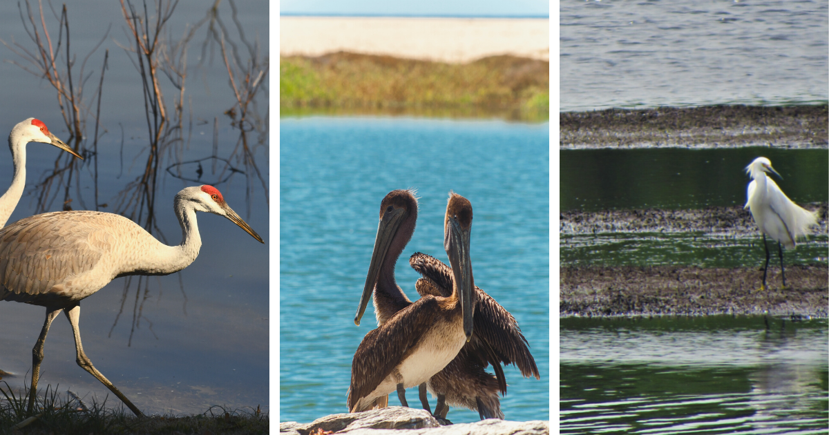 Stanfield Marsh Wildlife and Waterfowl Preserve Big Bear Lake California