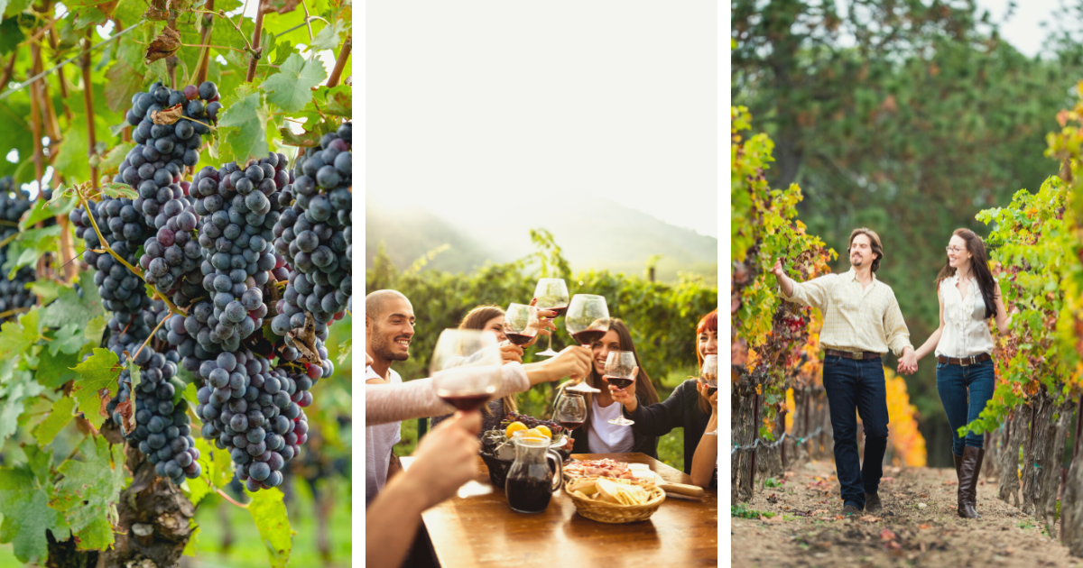 Vineyards and Winery Newport California